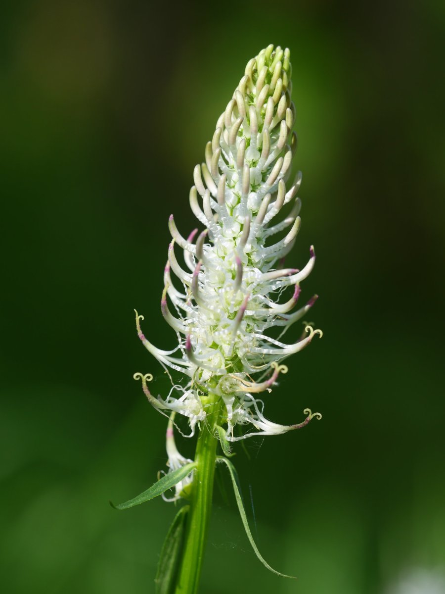 Phyteuma pyrenaicum, Bizarain mendian