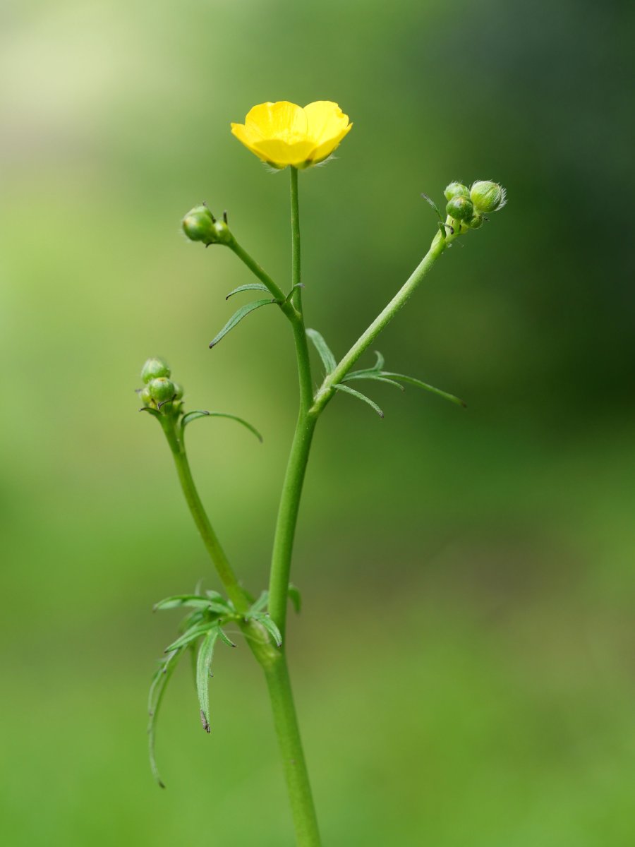 Ranunculus acris
