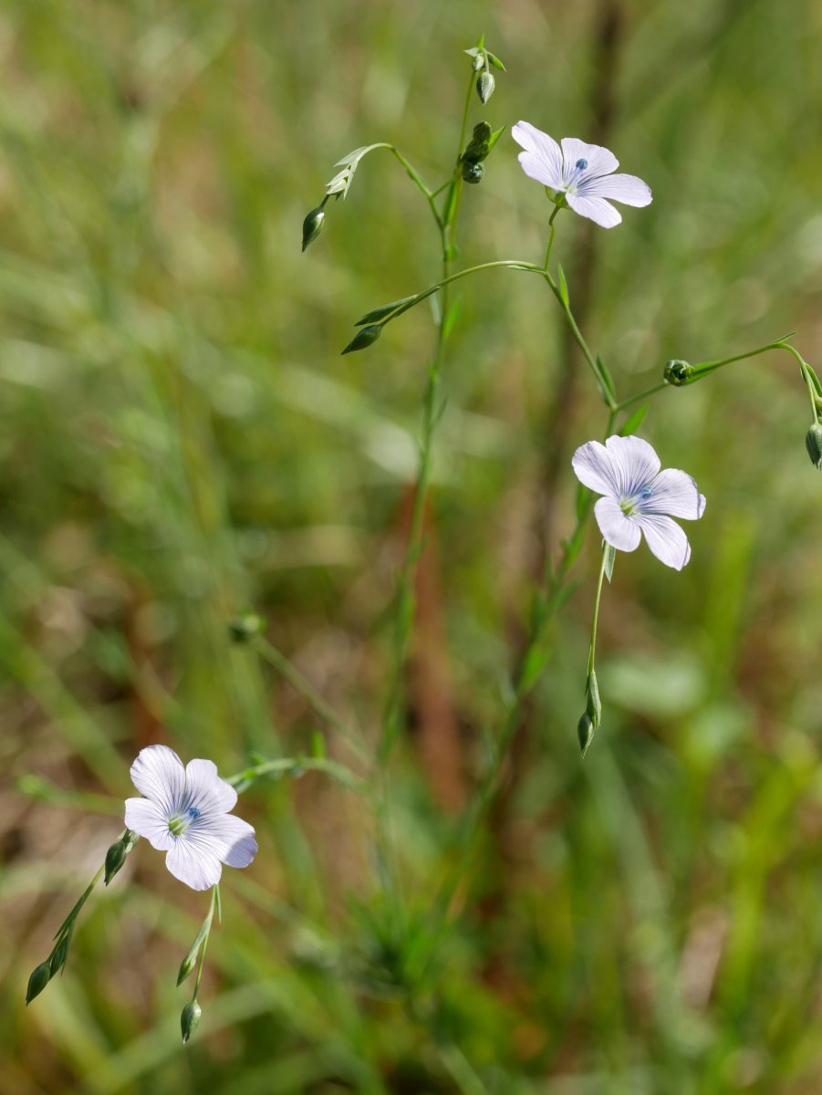 Linum bienne, Astigarraga aldean