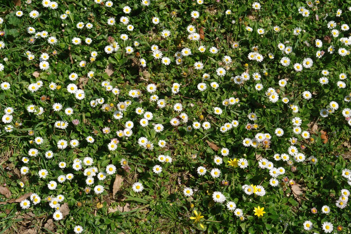 Bellis perennis