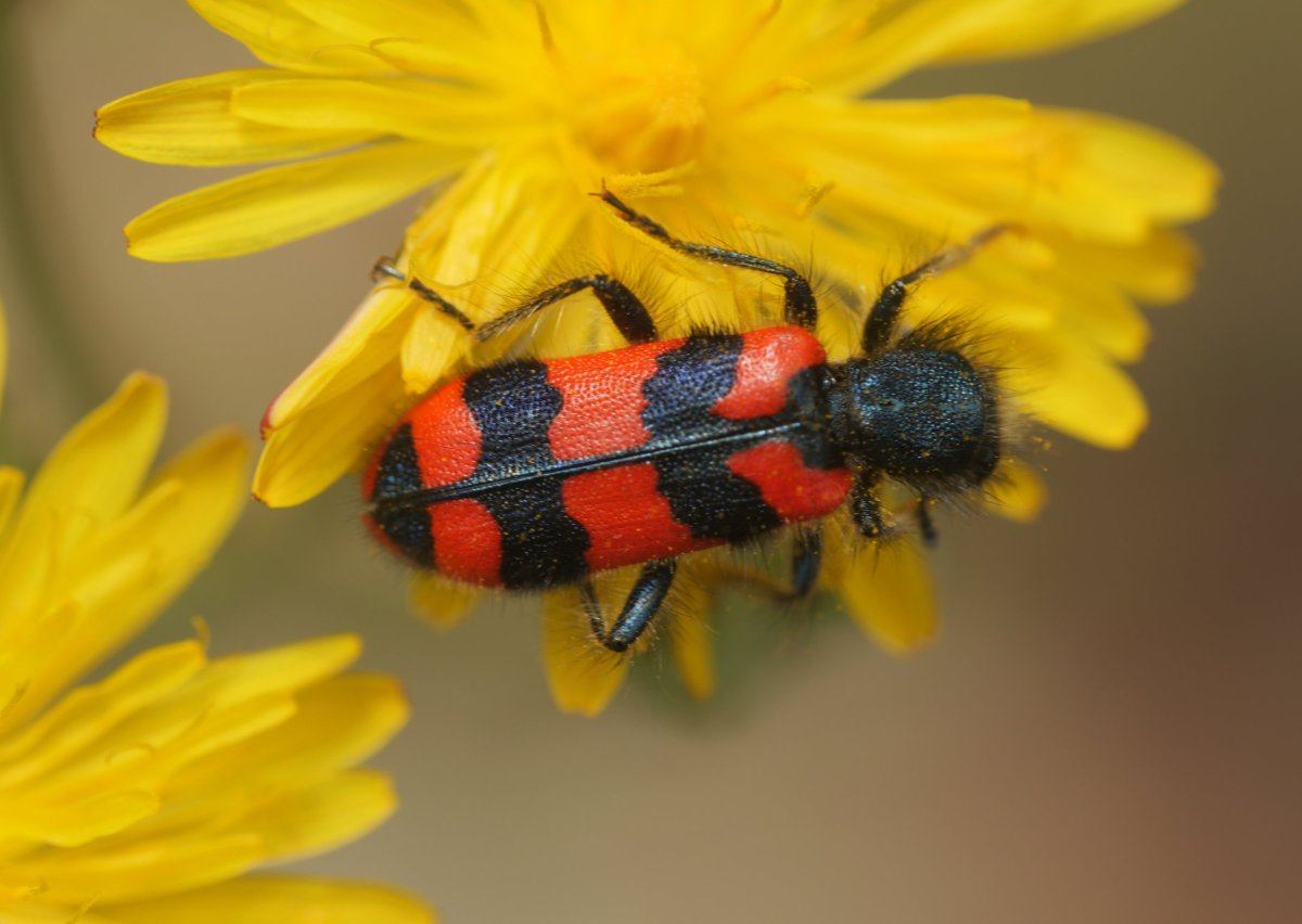 Xomorro ikusgarria