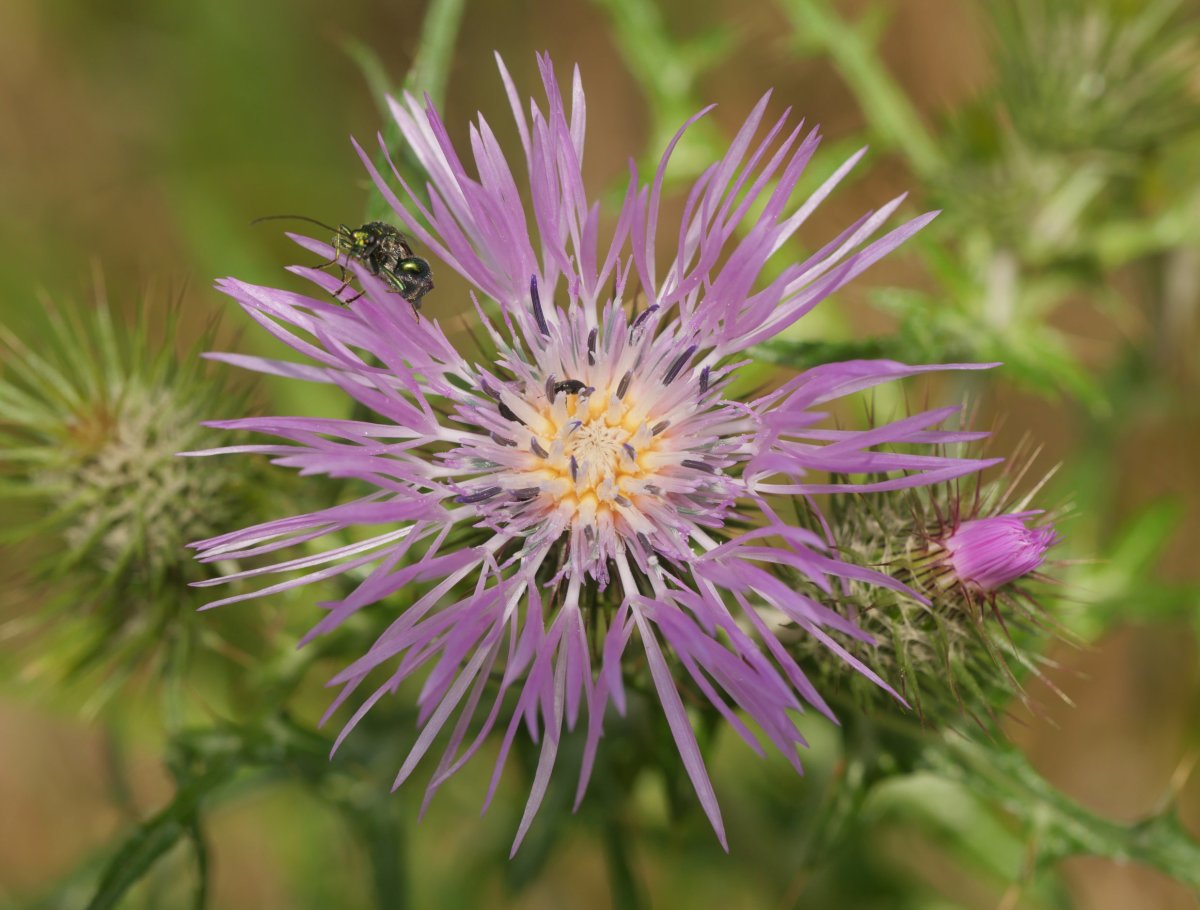 Galactites tomentosus eta beste