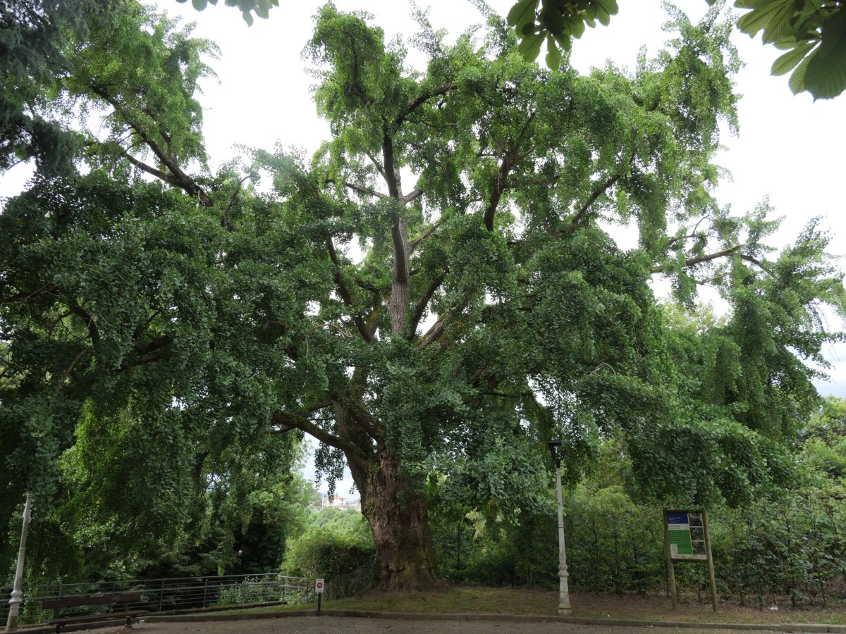 Hernaniko ginkgoa