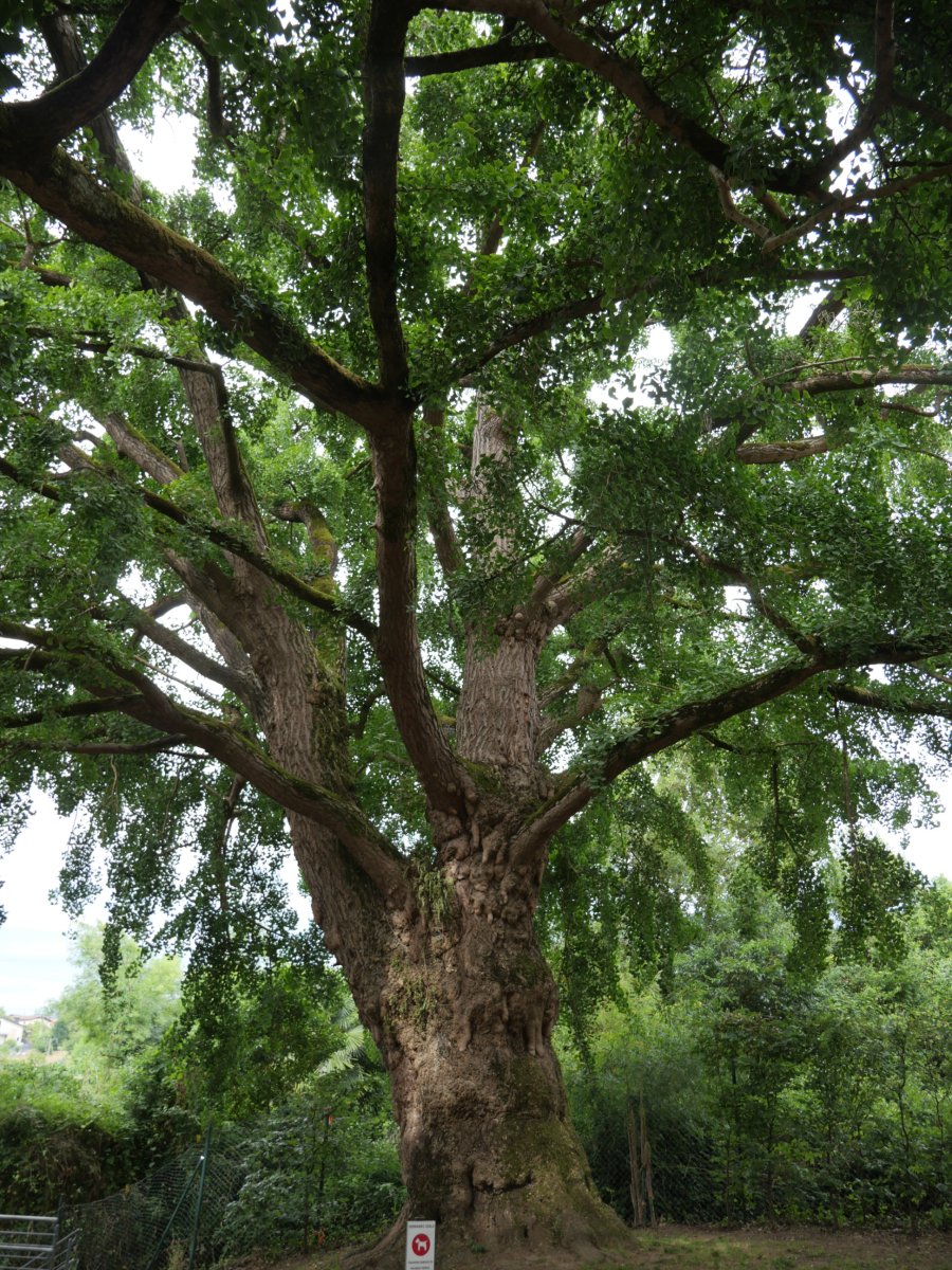 Hernaniko ginkgoa