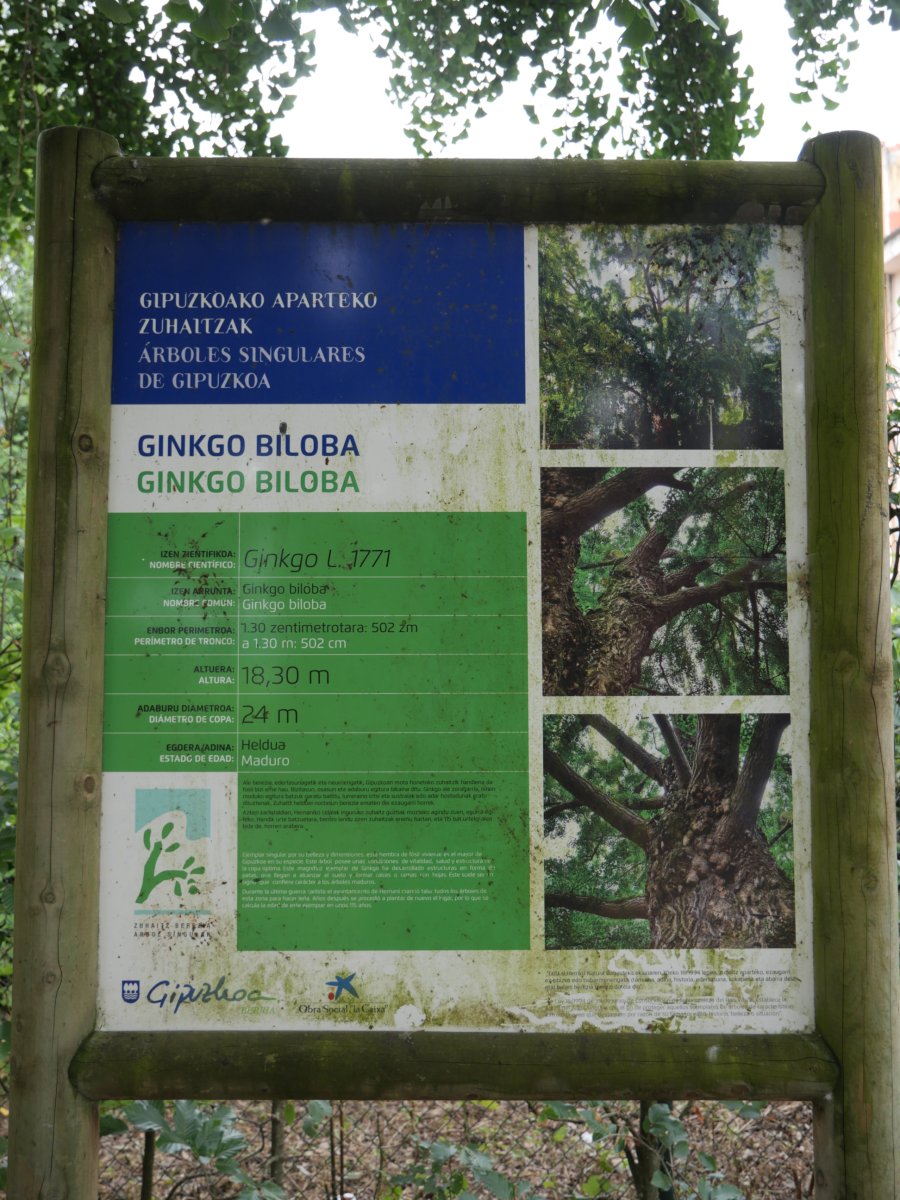Hernaniko ginkgoa