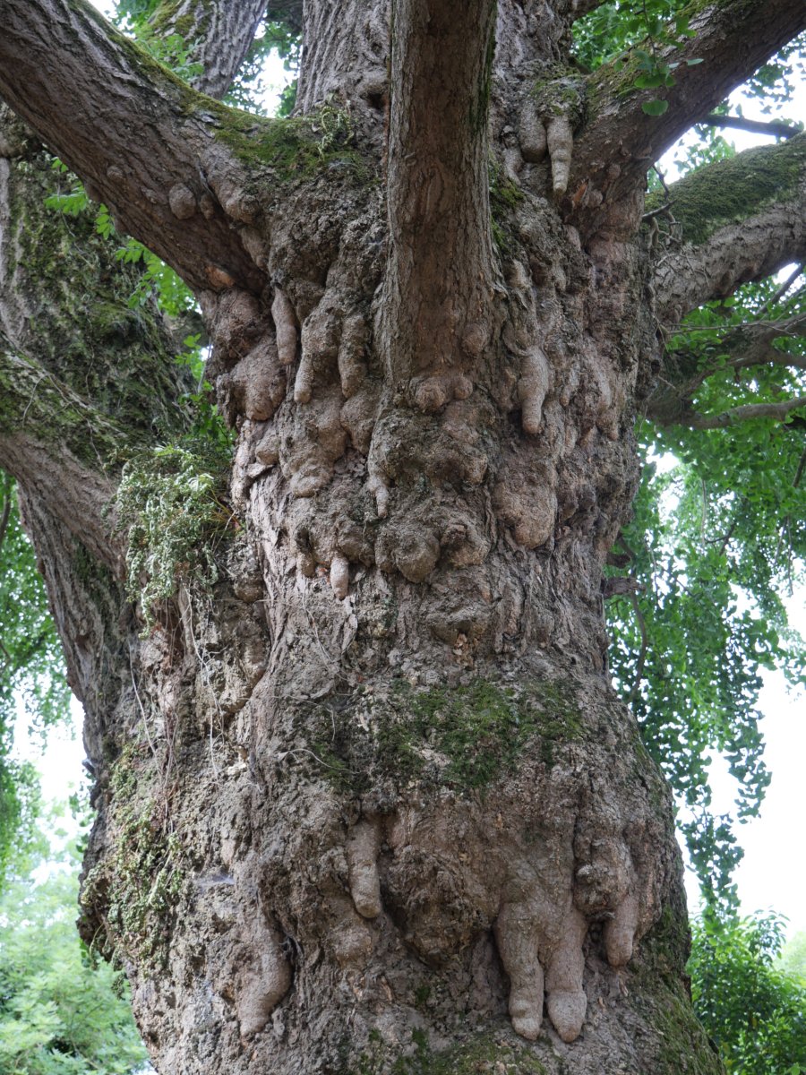 Hernaniko ginkgoa