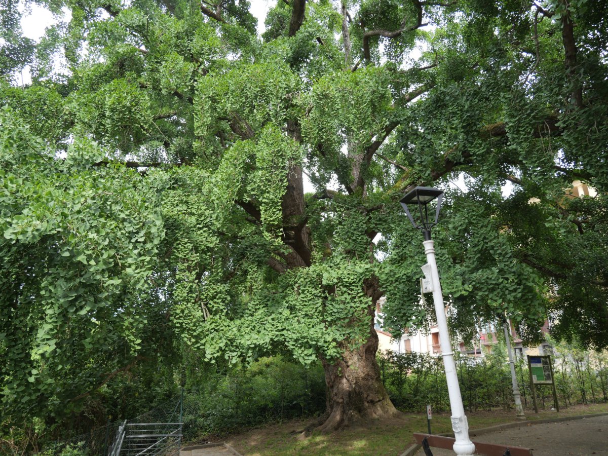 Hernaniko ginkgoa