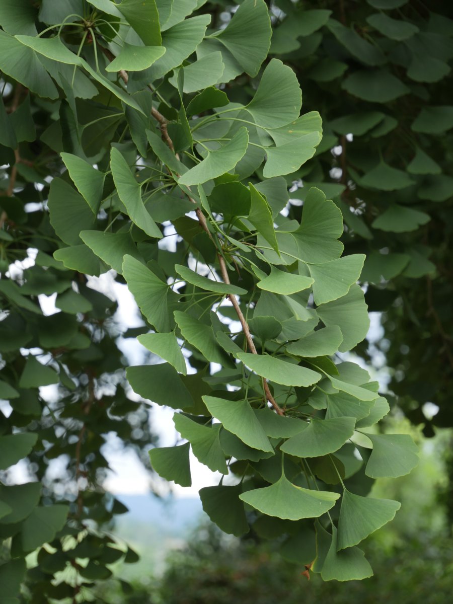 Hernaniko ginkgoa