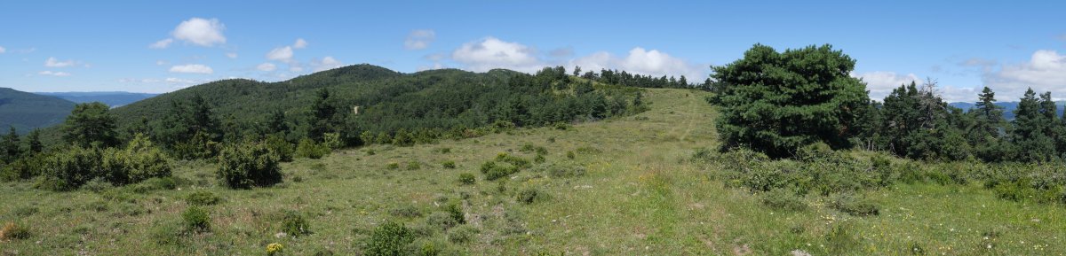 Bardipeña Etik