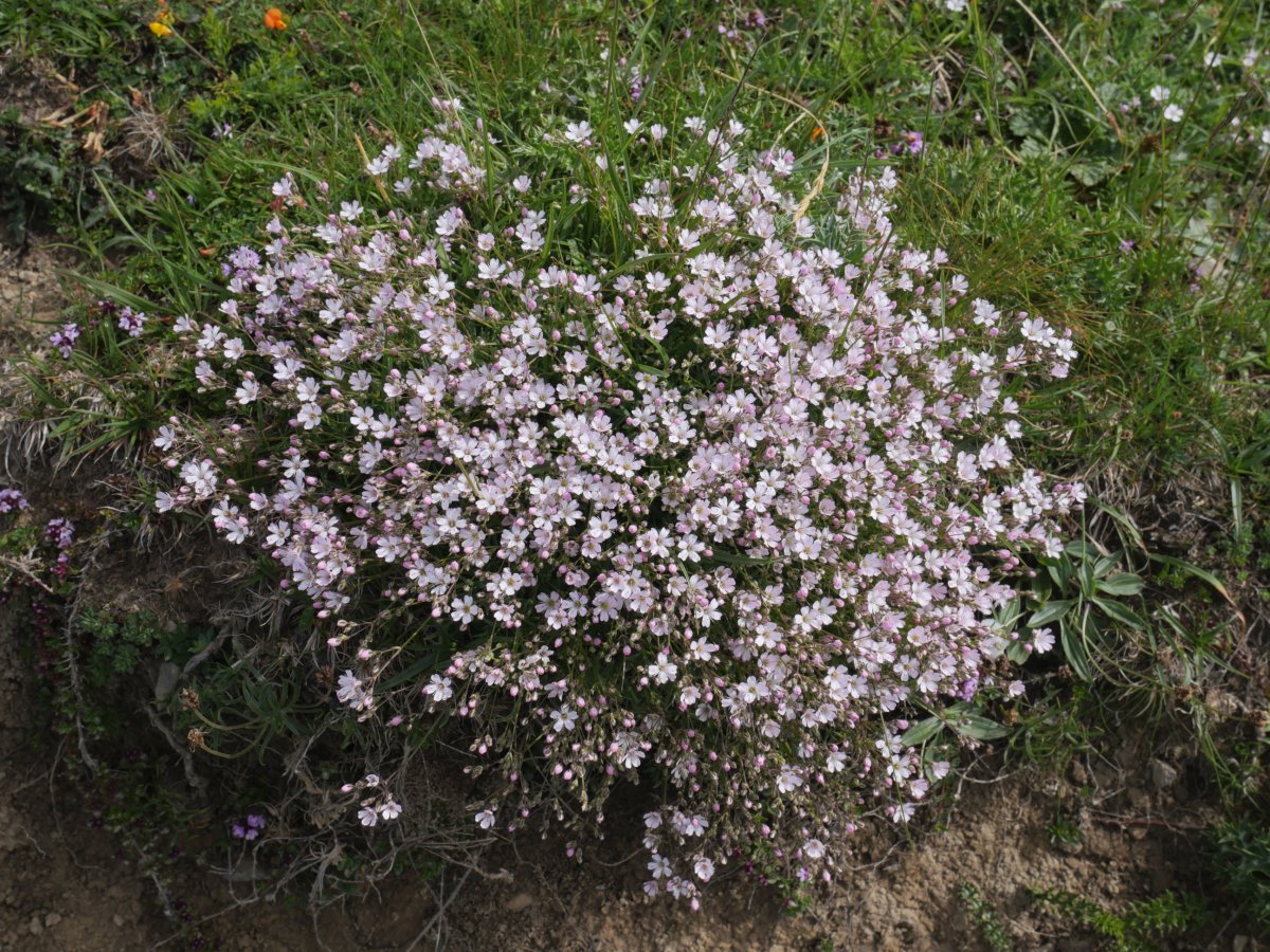 Gypsophila repens Arlas aldean