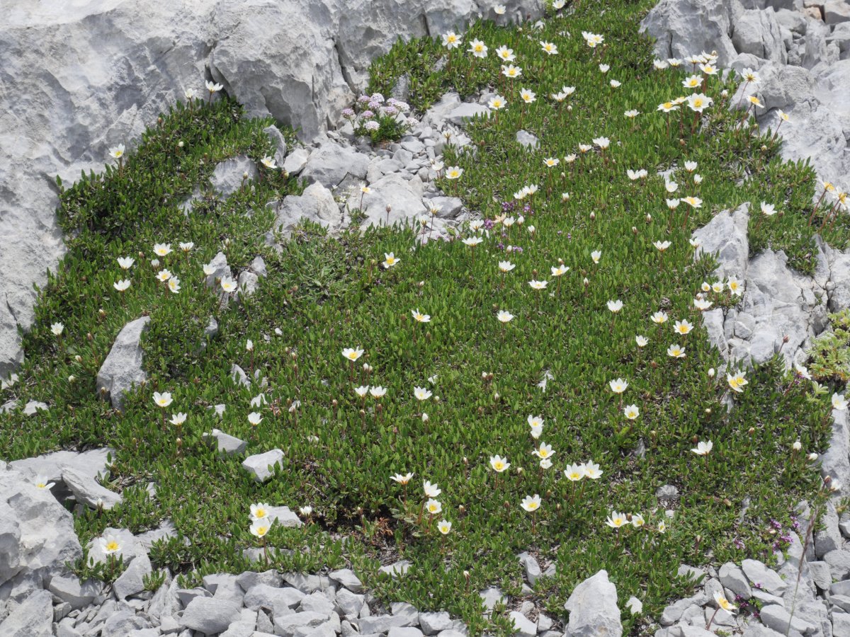 Dryas octopetala Auñamendi aldean