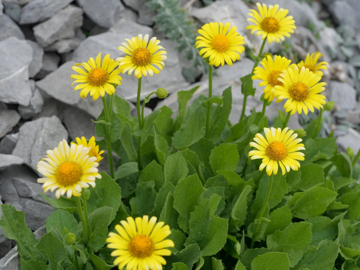 Doronicum grandiflorum Auñamendi mendian