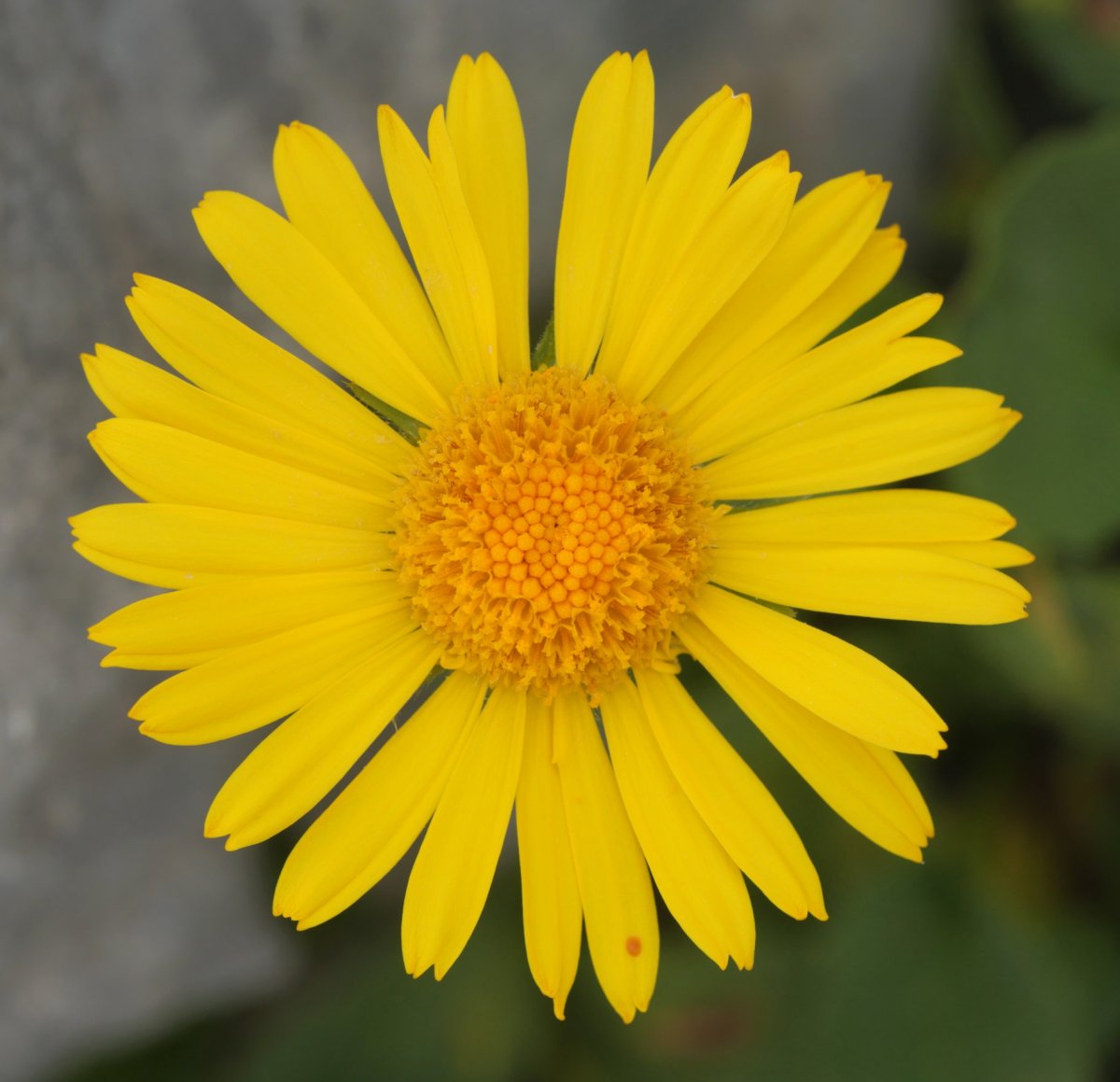 Doronicum grandiflorum Auñamendi mendian