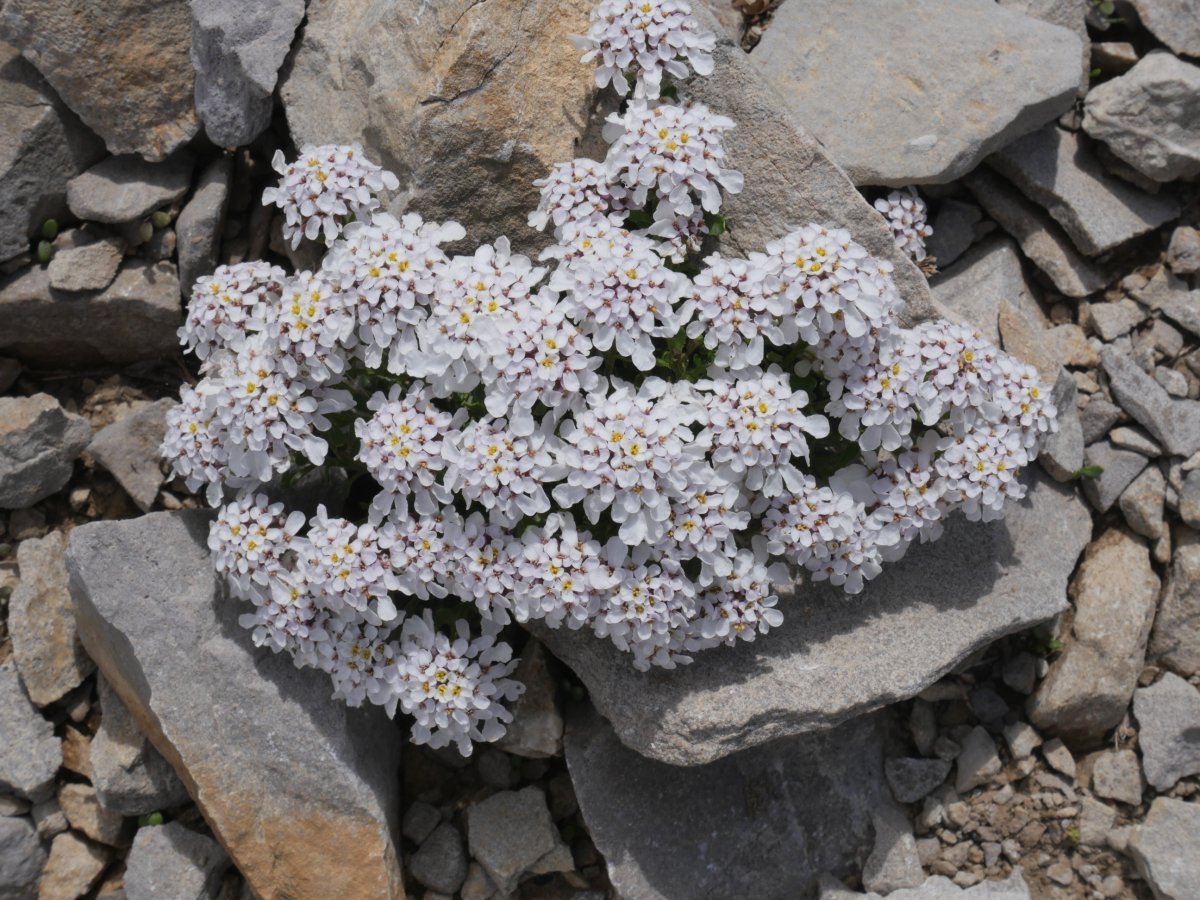 Iberis carnosa Soumcoy aldean