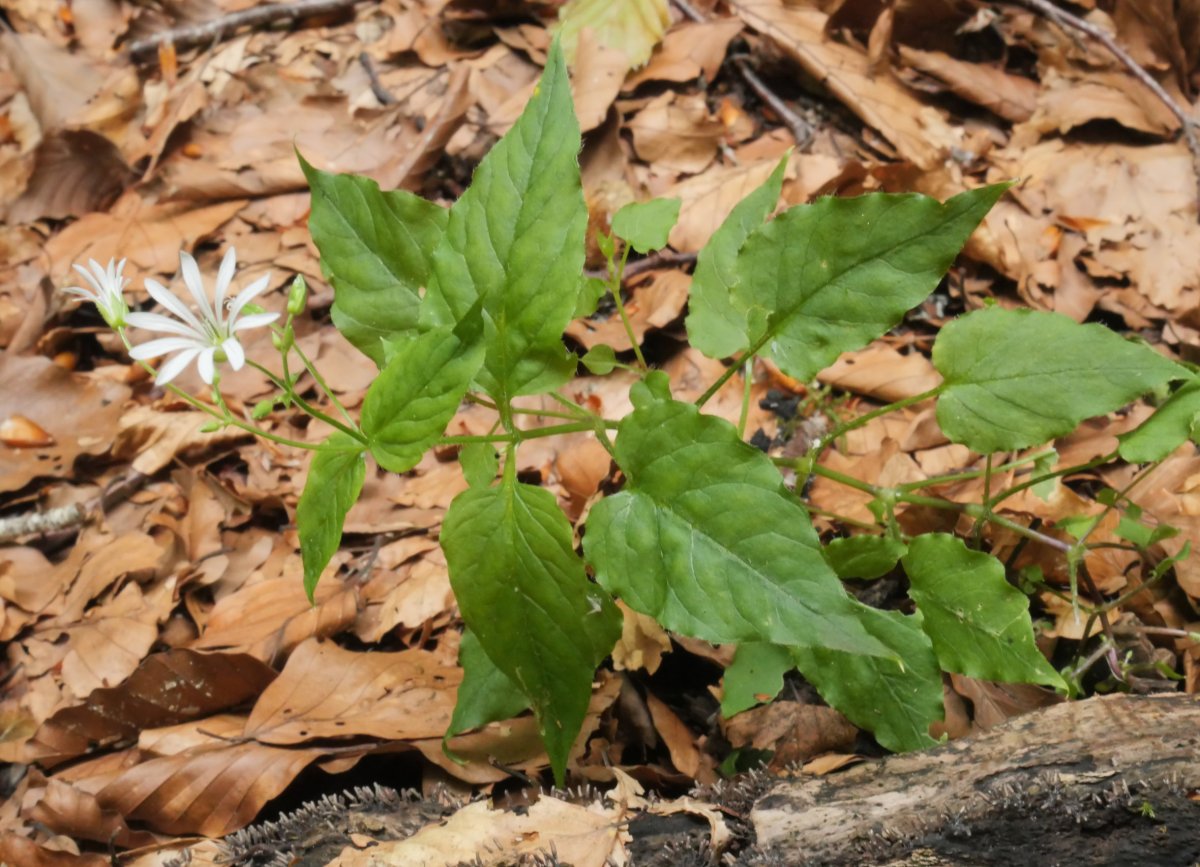 Stellaria nemorum Lazagorriako basoan