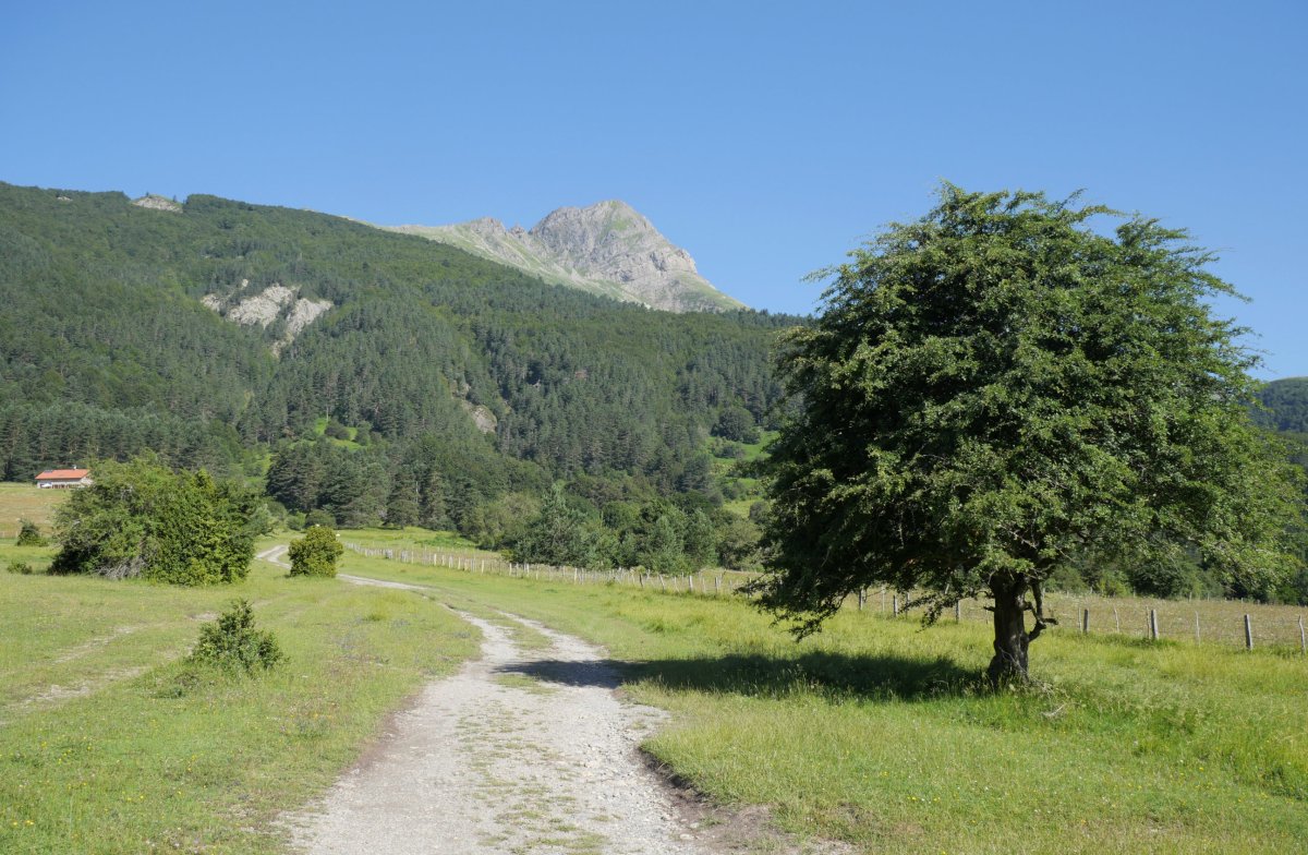 Arrako inguruetan