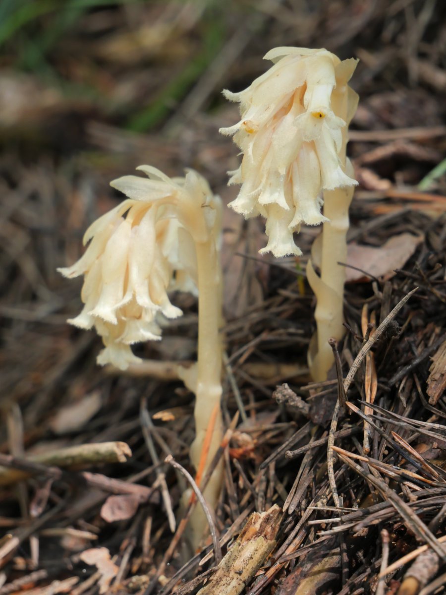  Monotropa hypopitys Belagua aldean, Arrakogoiti bailaran