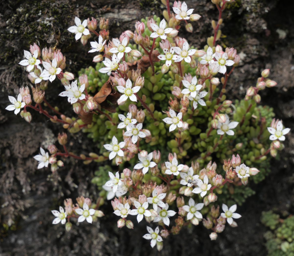 Sedum hirsutum Ekaitza aldean