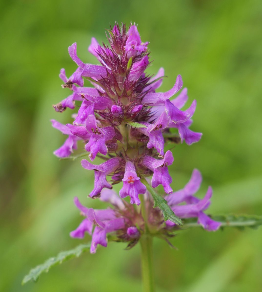 Stachys officinalis Madotz aldean