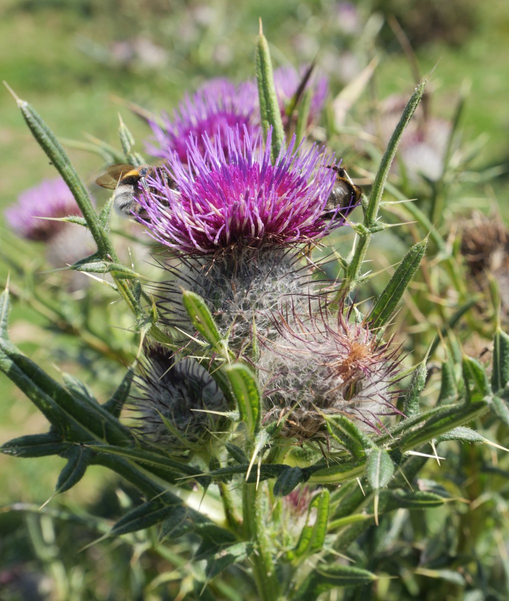 Cirsium eriophorum Ulizar mendian