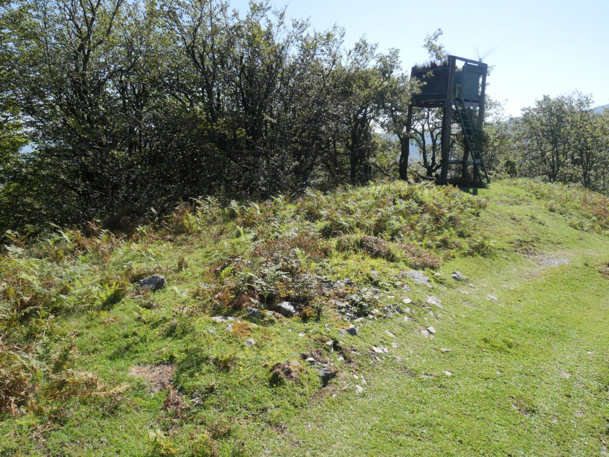 Ollargarata tumulua