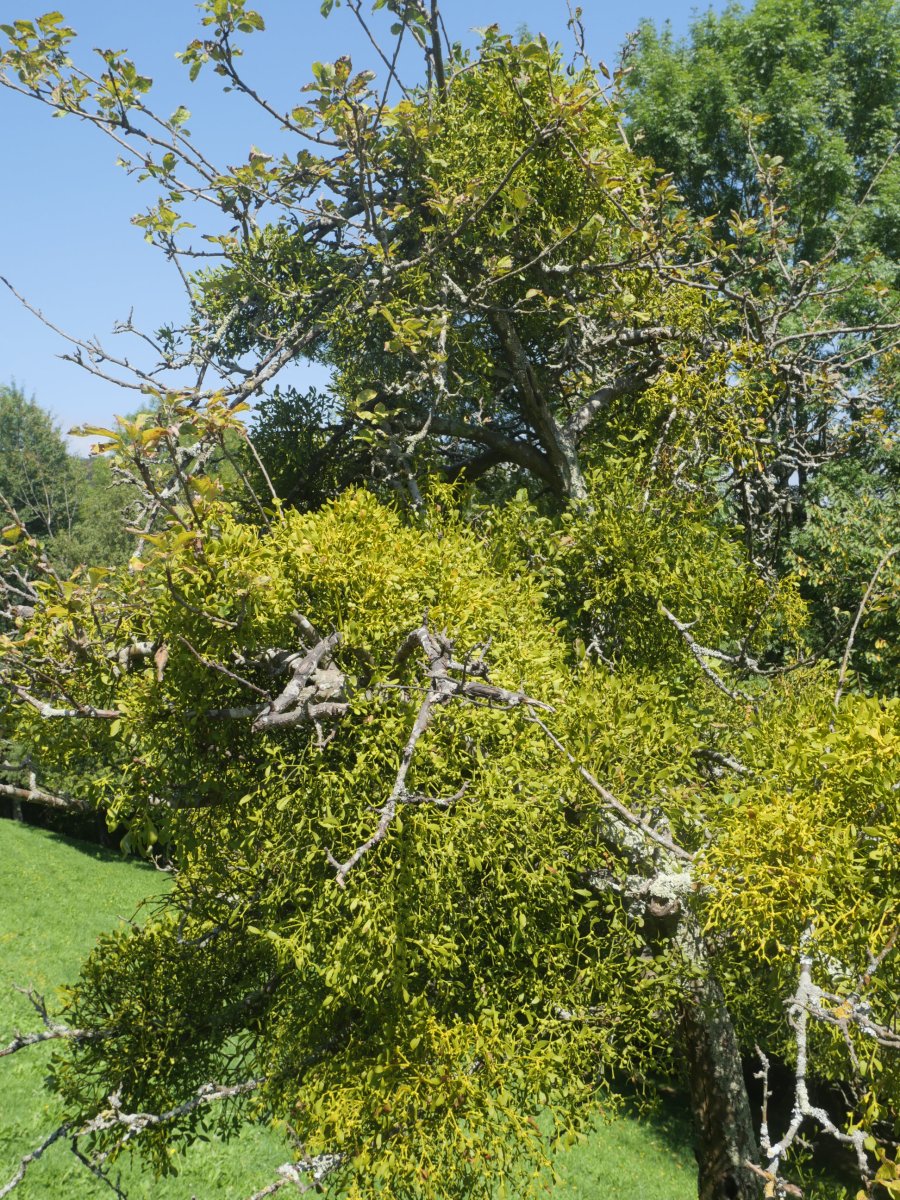 Viscum album album, Alkiza aldean