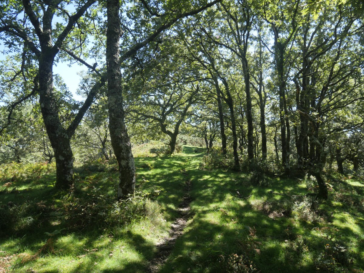 Basaingo bizkarra