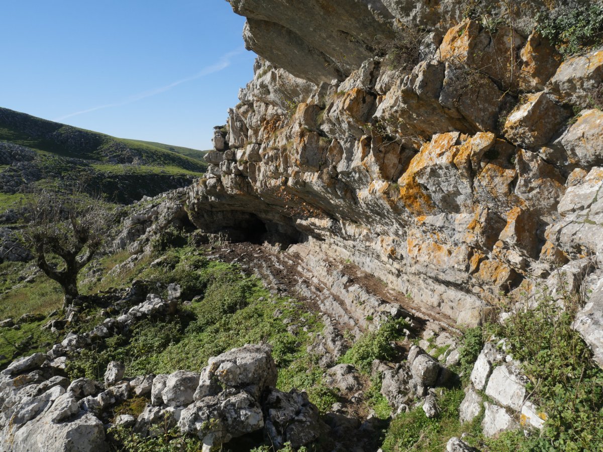 Belingaratz harpea