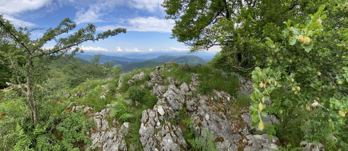 Buzoidun Tontorra