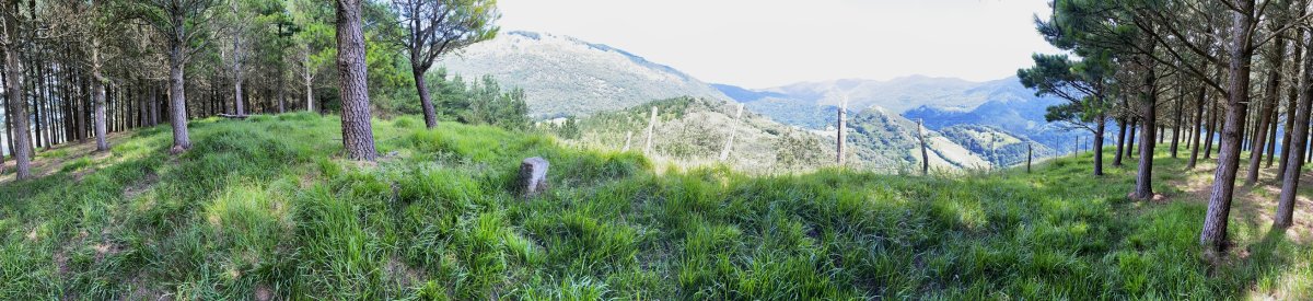 Tontorra