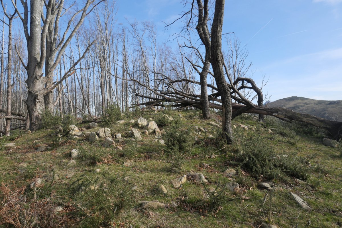 Faalegi tontorra