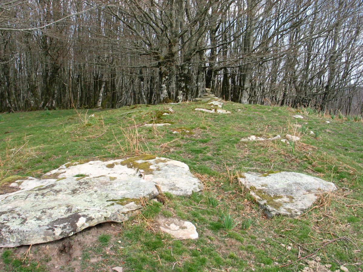 Unboto tontorra