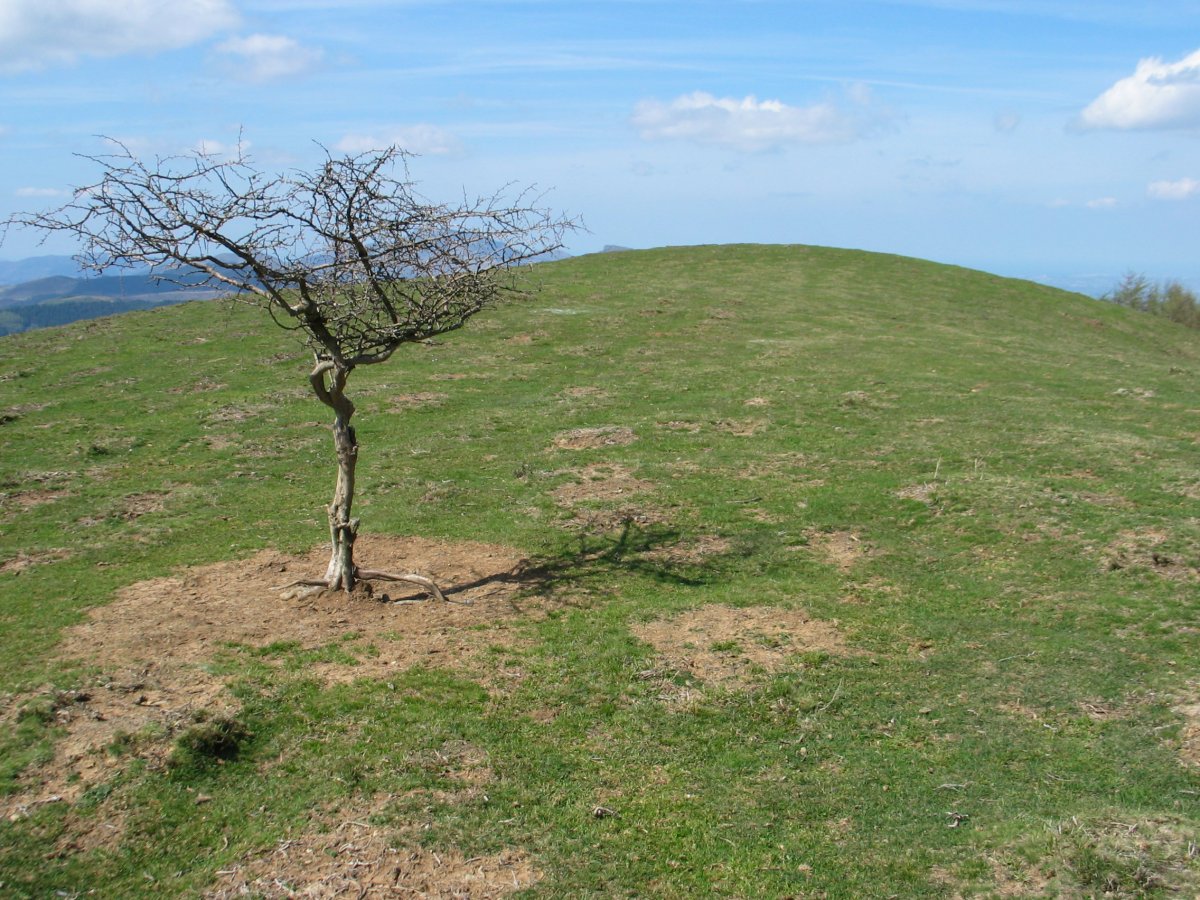 Atxuela tontorra