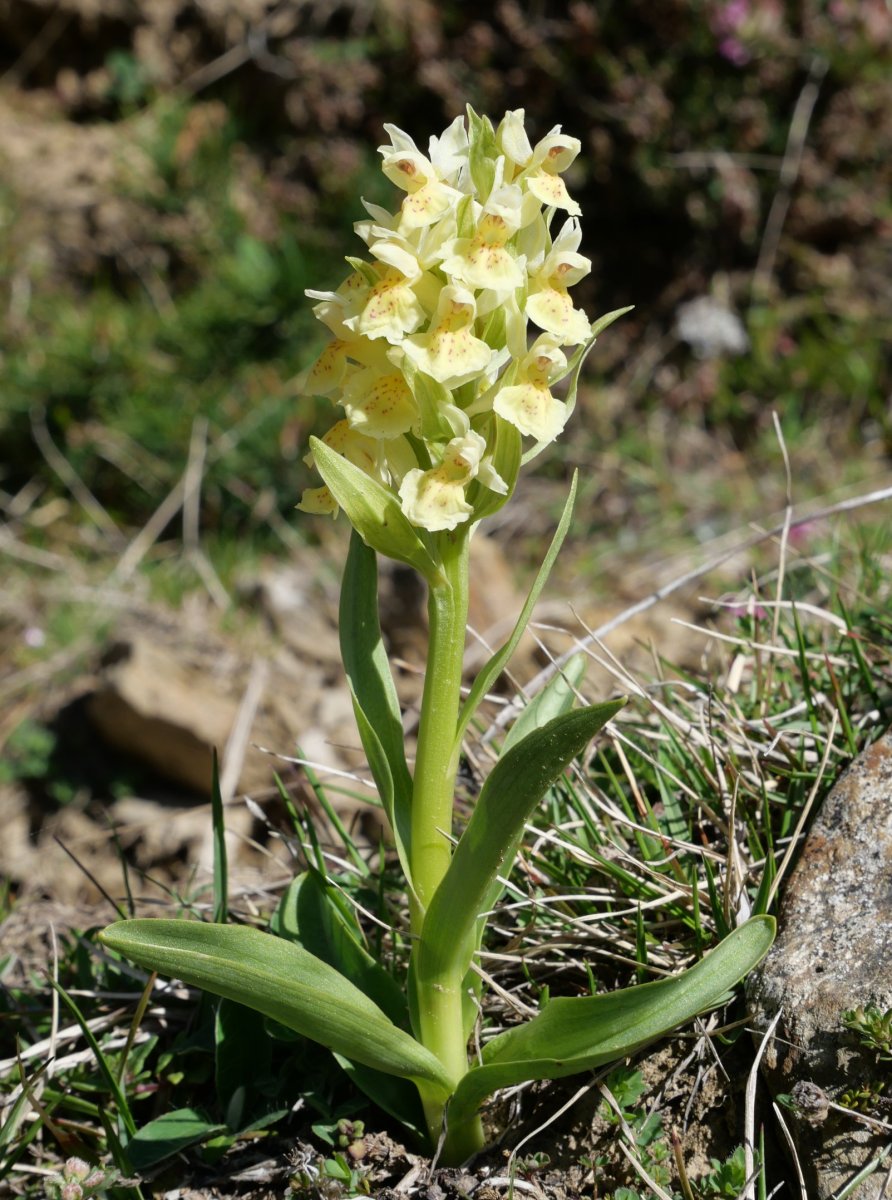 Dactylorhiza sambucina Zuriza aldean