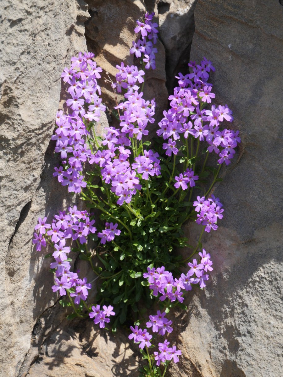 Erinus alpinus, Budogiako hegoaldeko korridorean
