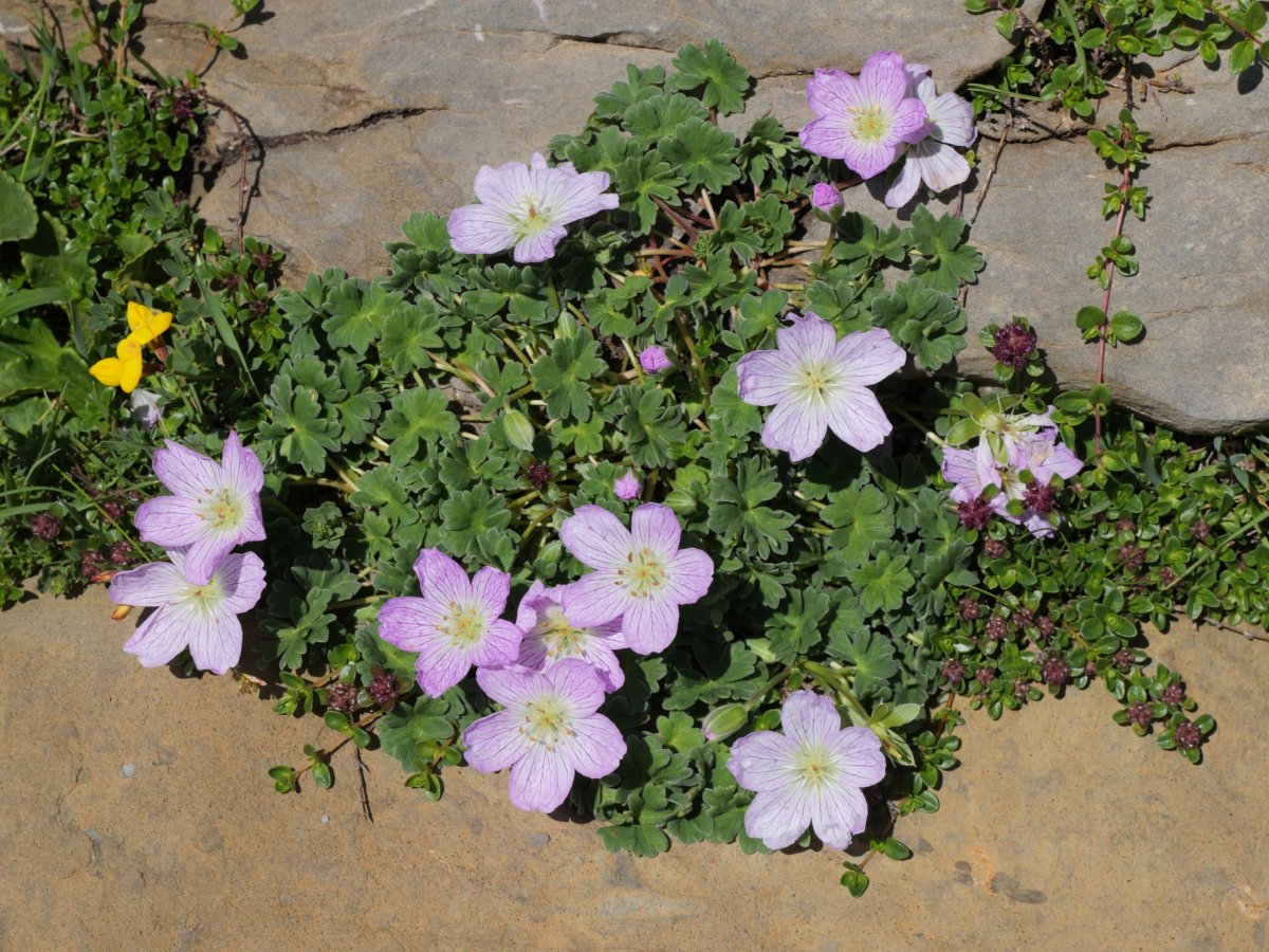 Geranium cinereum