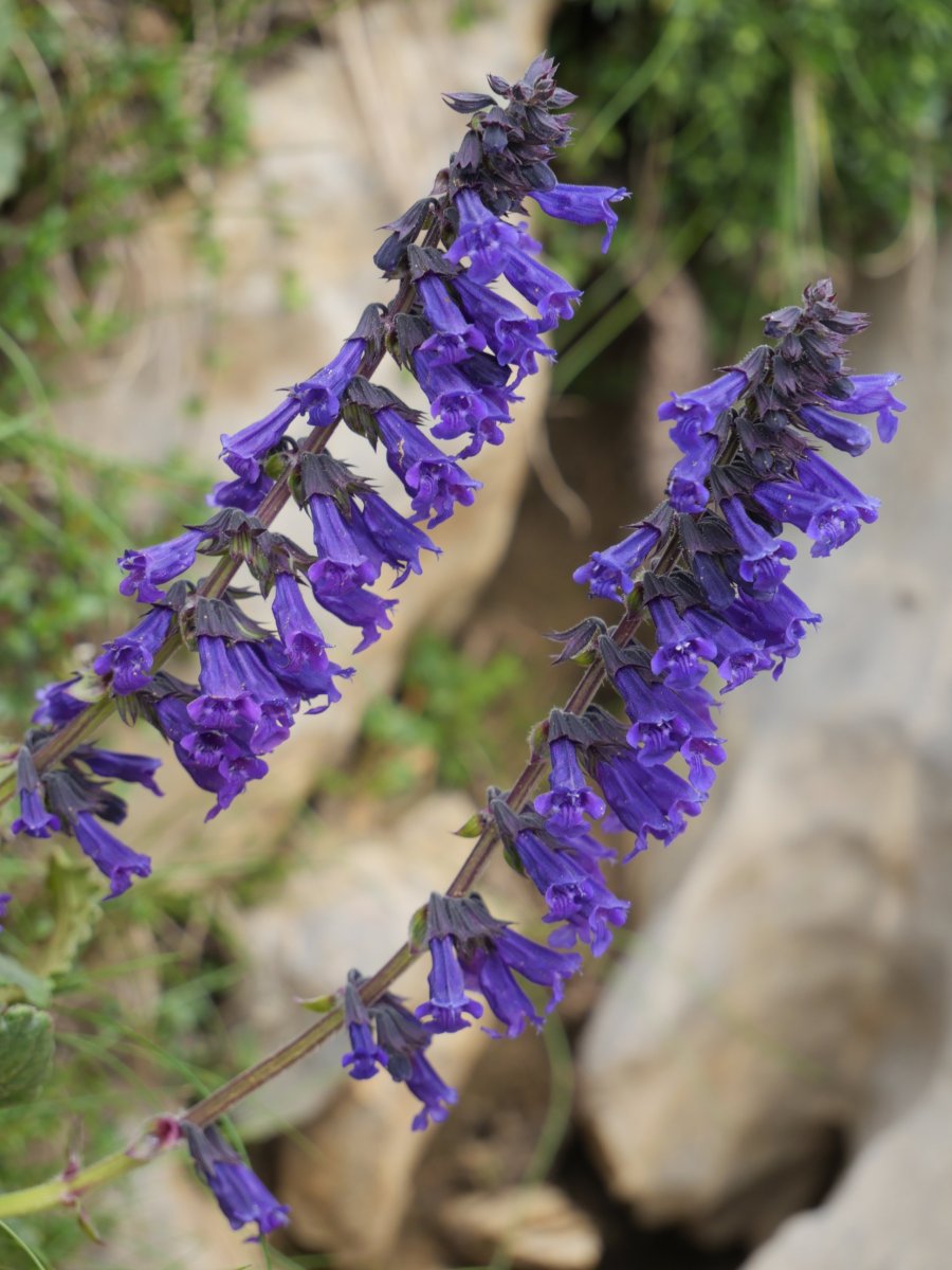 Horminum pyrenaicum, Budogiaren hegoaldeko isurialdean