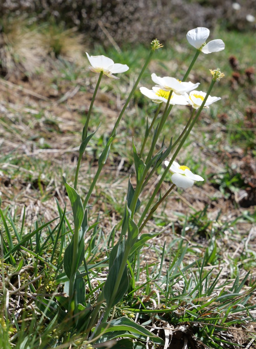 Ranunculus amplexicaulis, Petraficha aldean