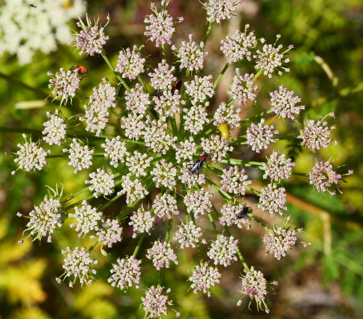 Seseli libanotis, Borregil mendian