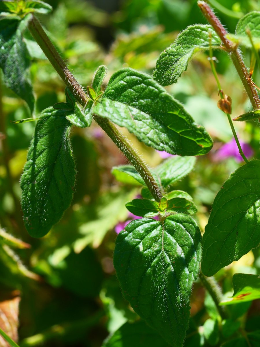 Satureja vulgaris