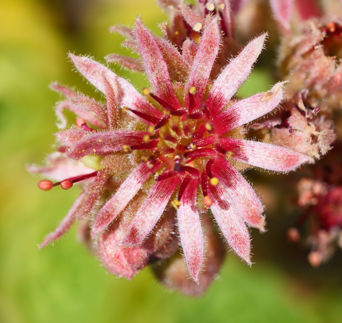 Sempervivum tectorum, Lapazarraren gandorrean