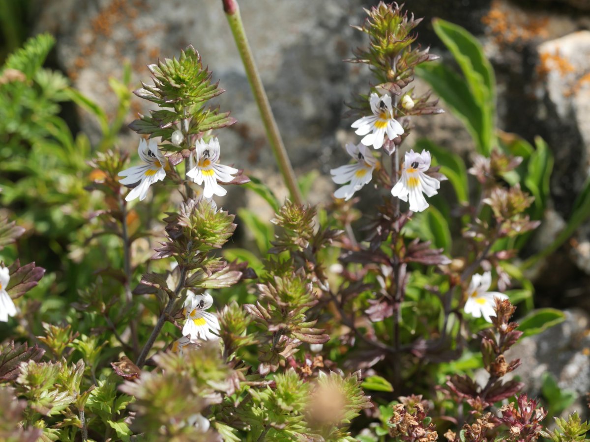 Euphrasia alpina Lapazarra mendian