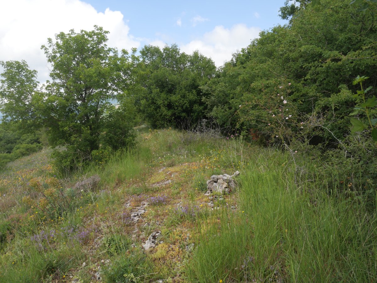 Arritxiki tontorra