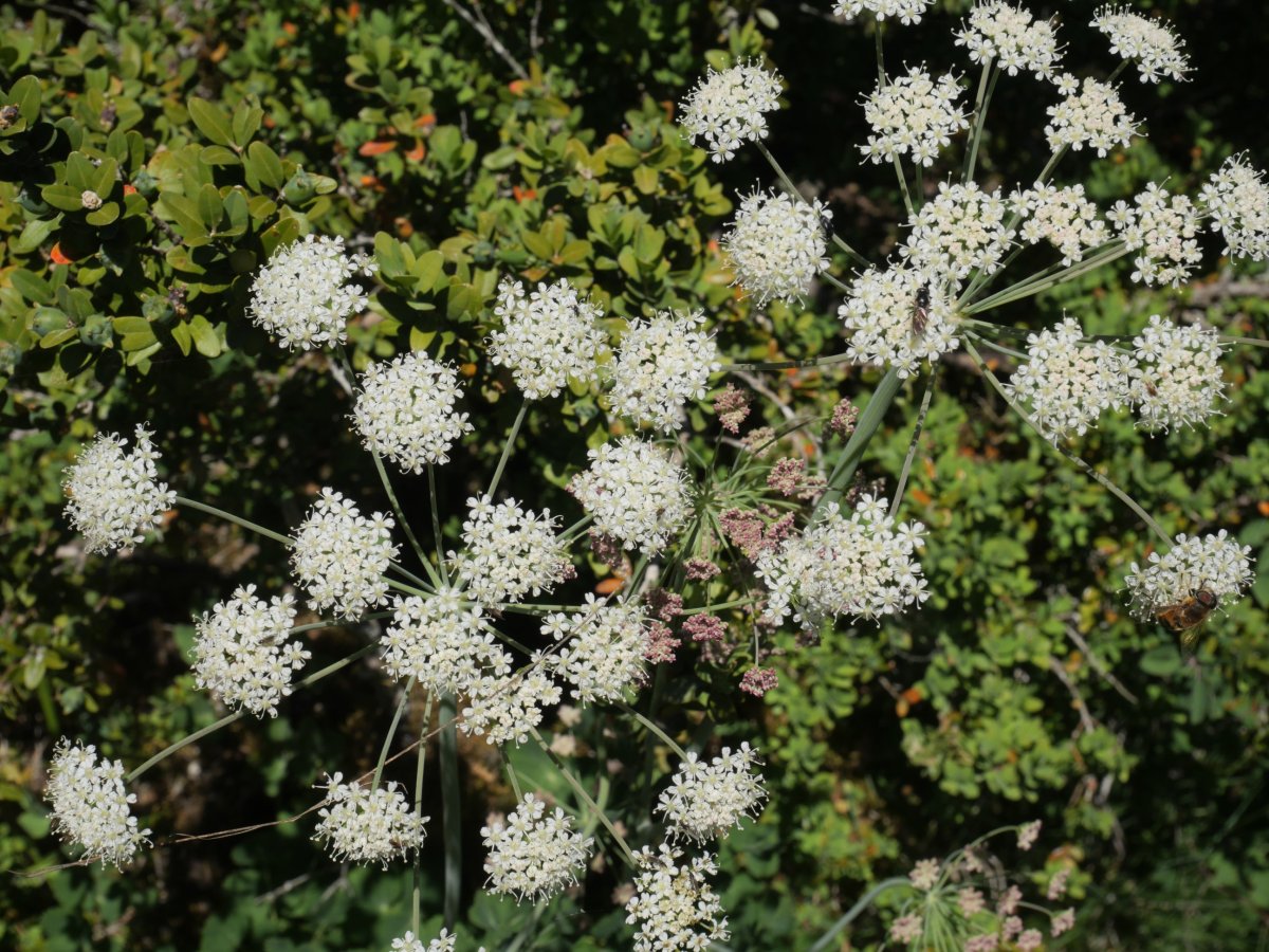 Laserpitium nestleri Larrondoa mendiaren gandorrean