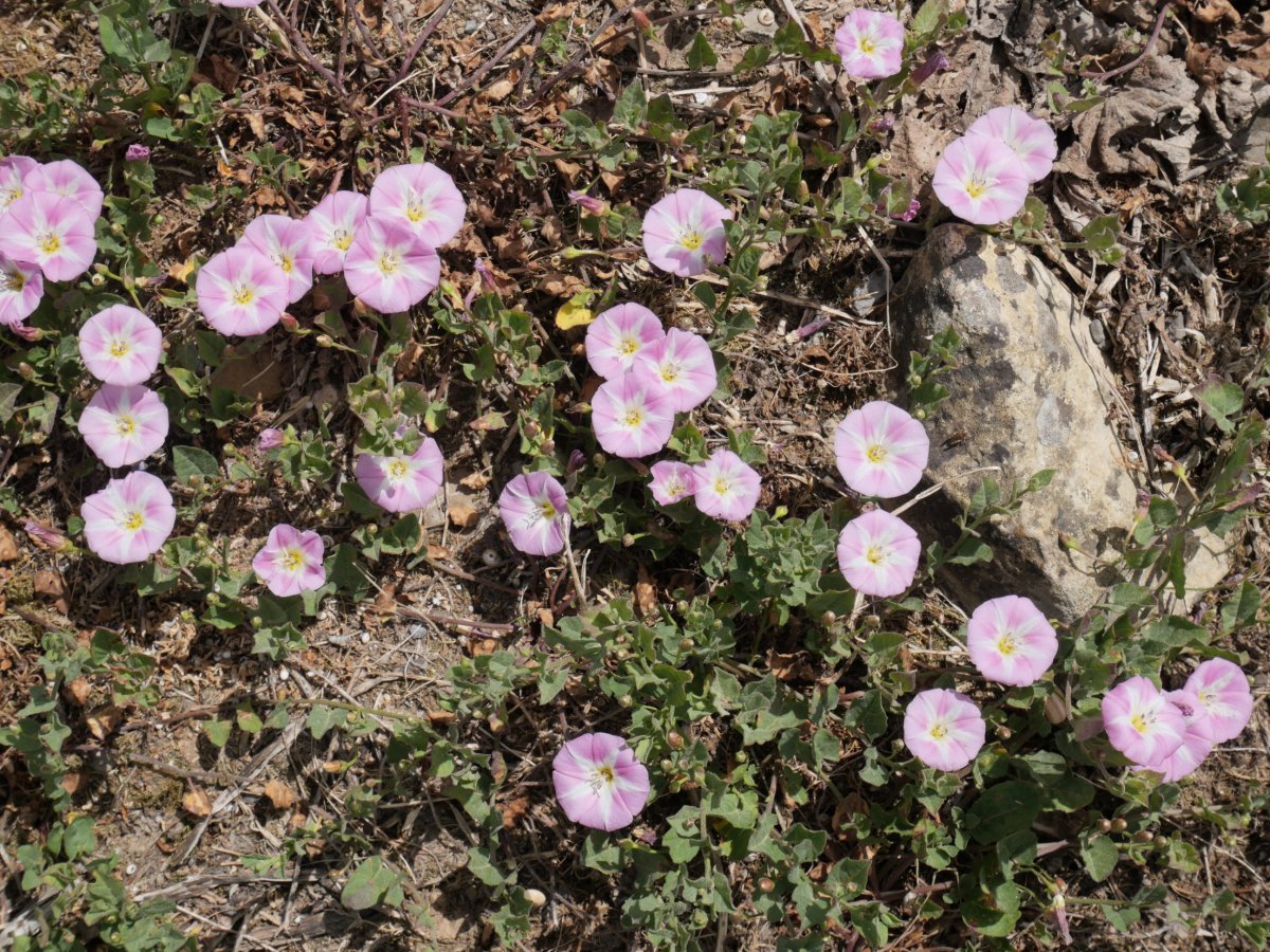Convolvulus arvensis Izize inguruan