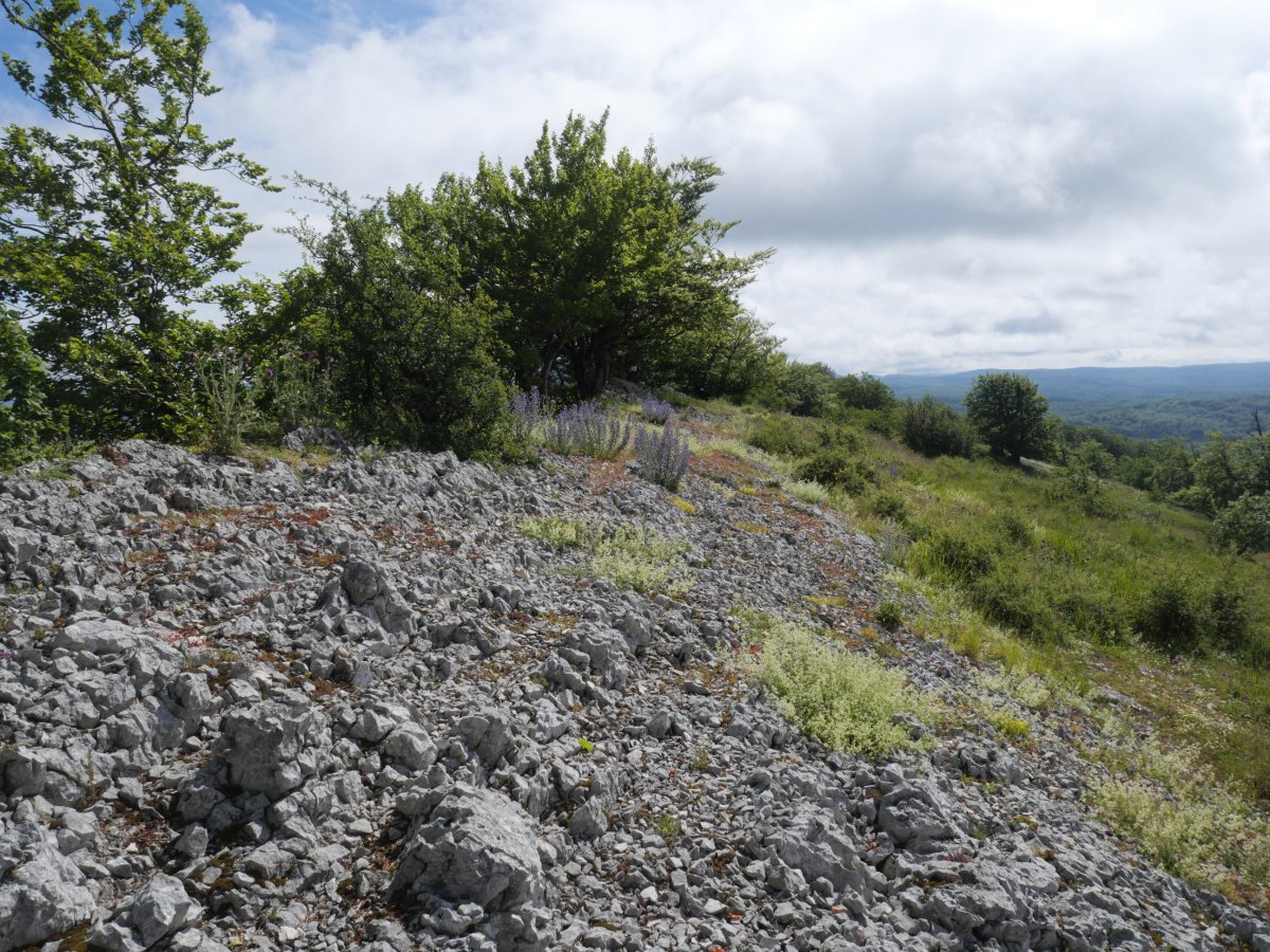 Gainsoil tontorra