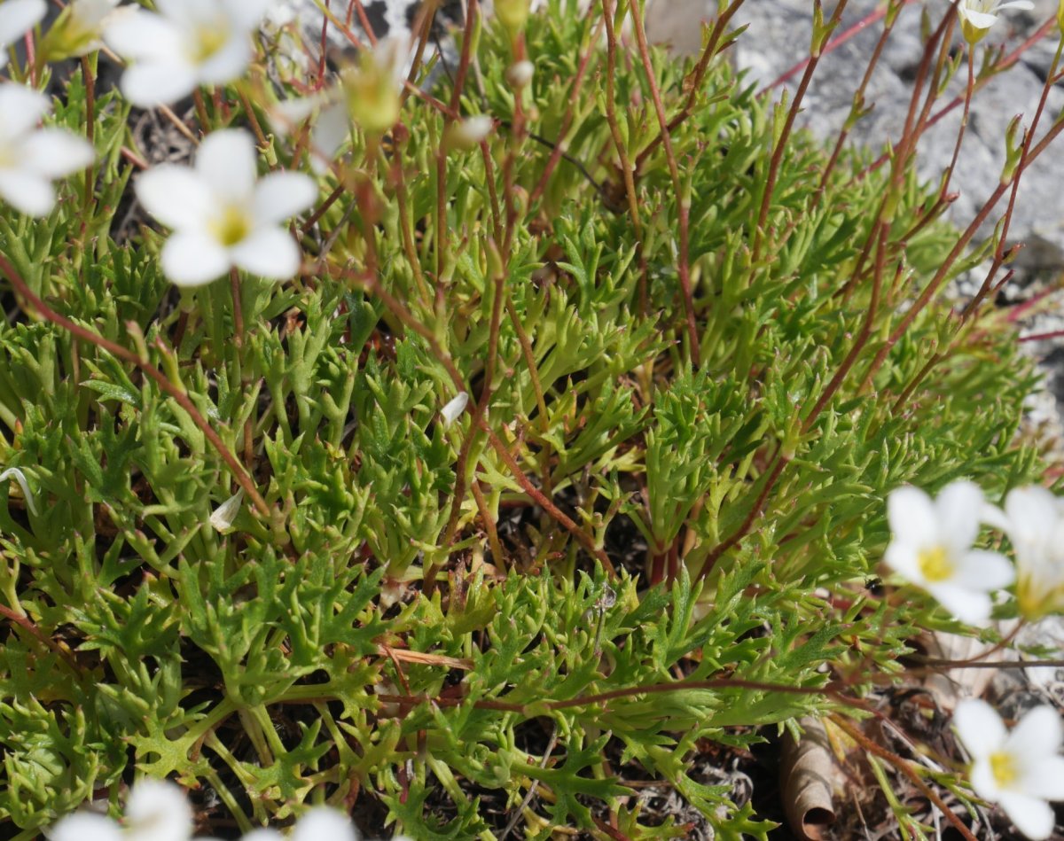 Saxifraga trifurcata, hostoak