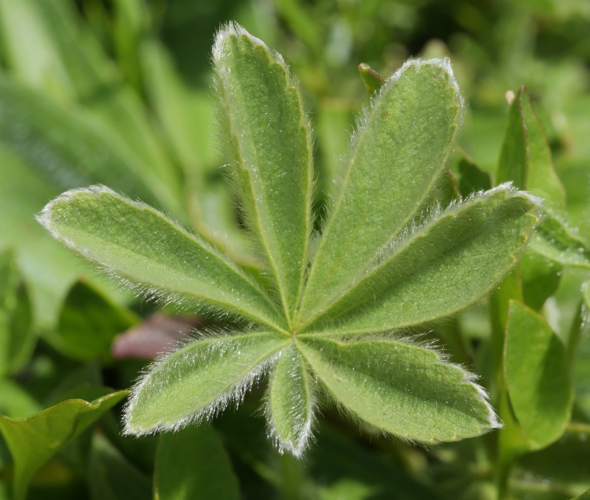 Potentilla nivalis Hoya de la Solana aldean