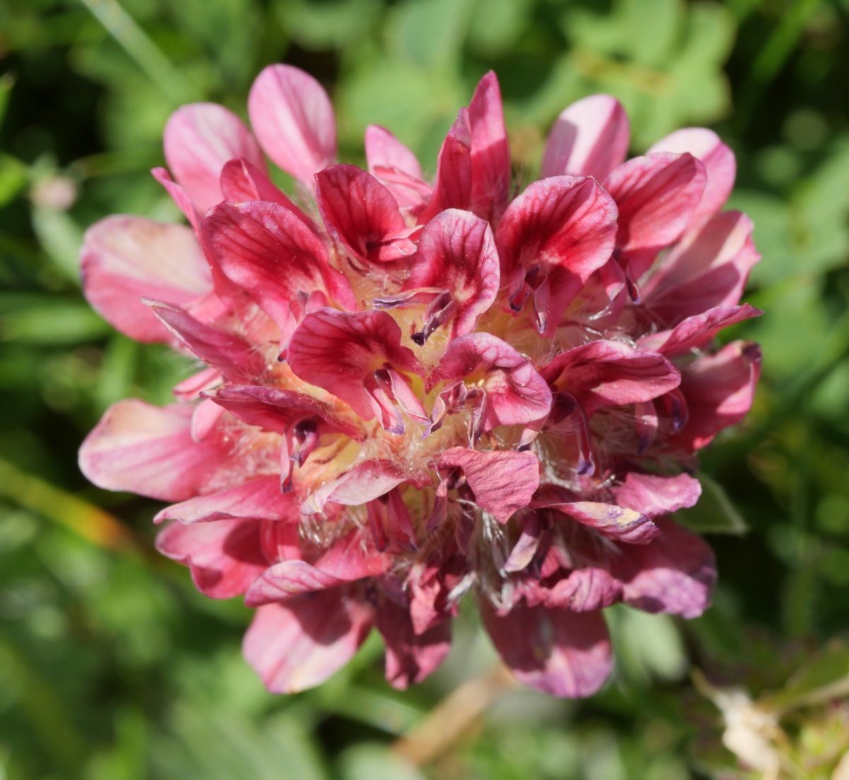 Anthyllis montana, Lapazarra mendian