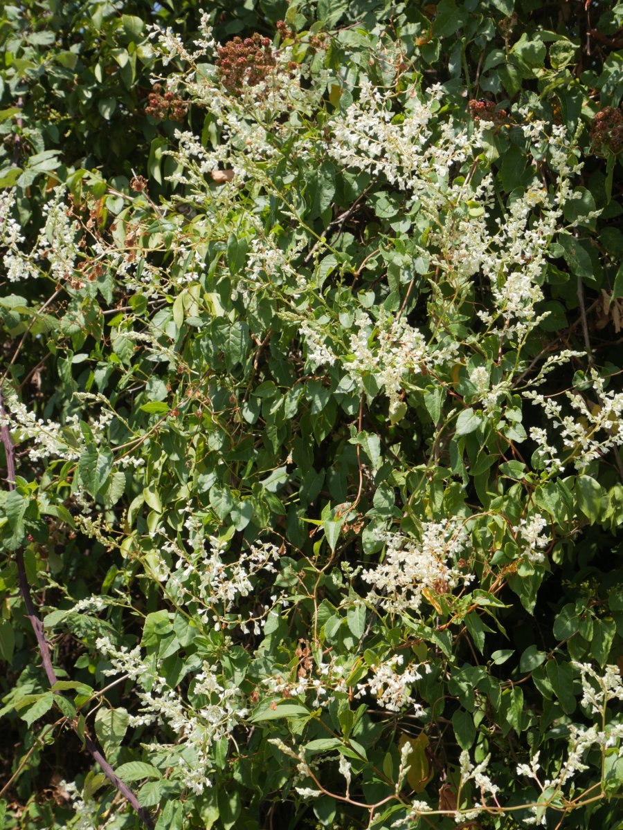Fallopia aubertii, Aizpun herriko etxe baten atarian